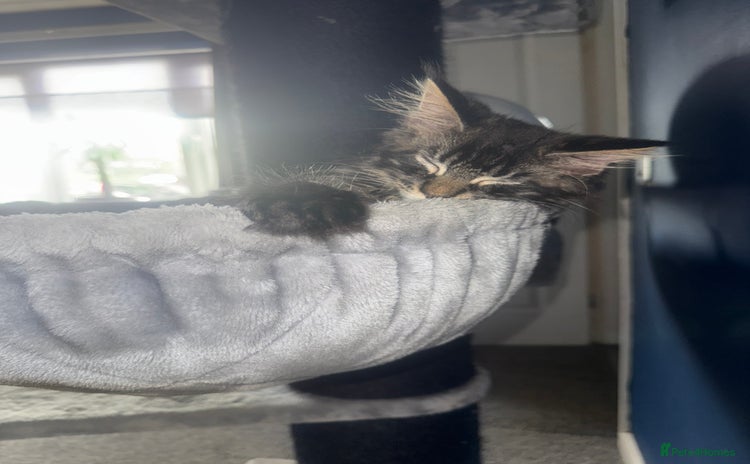 Maine Coon cats - Advert 11