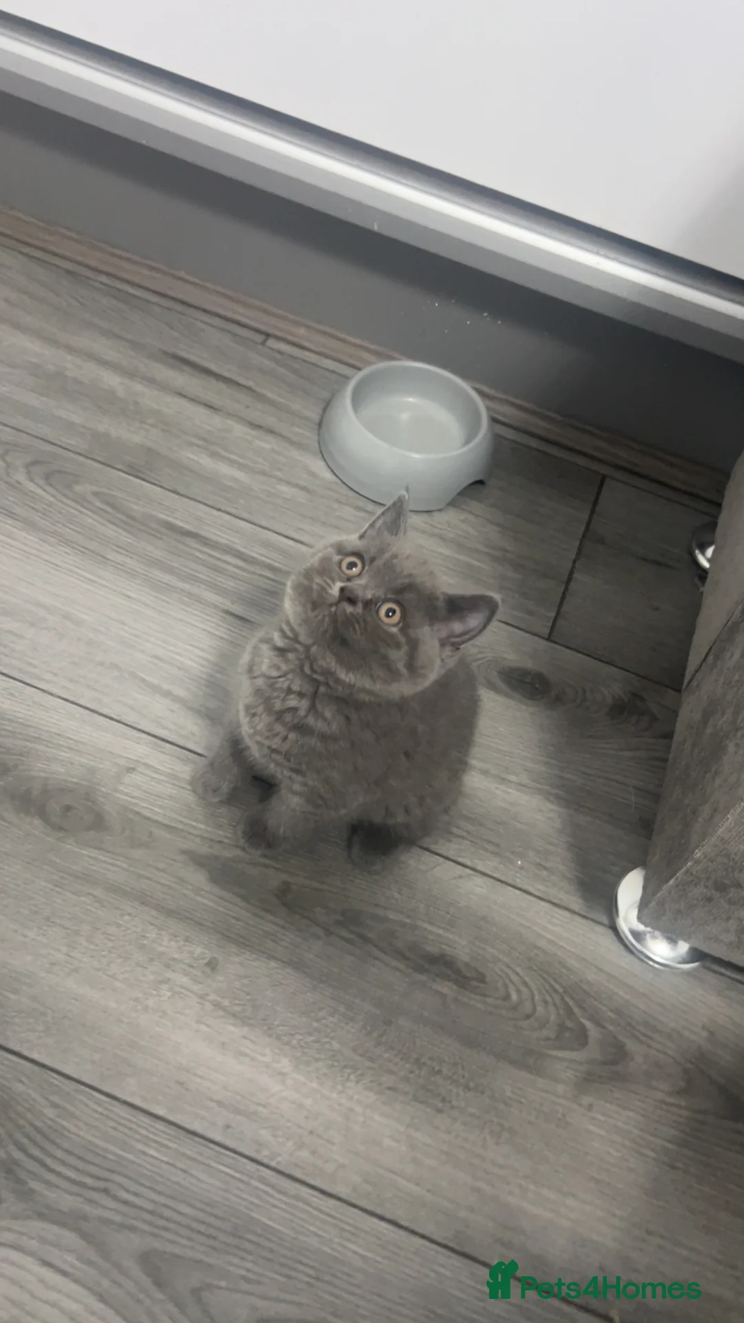 British Shorthair cats for sale: British Short hair kittens for Sale  - Advert 2