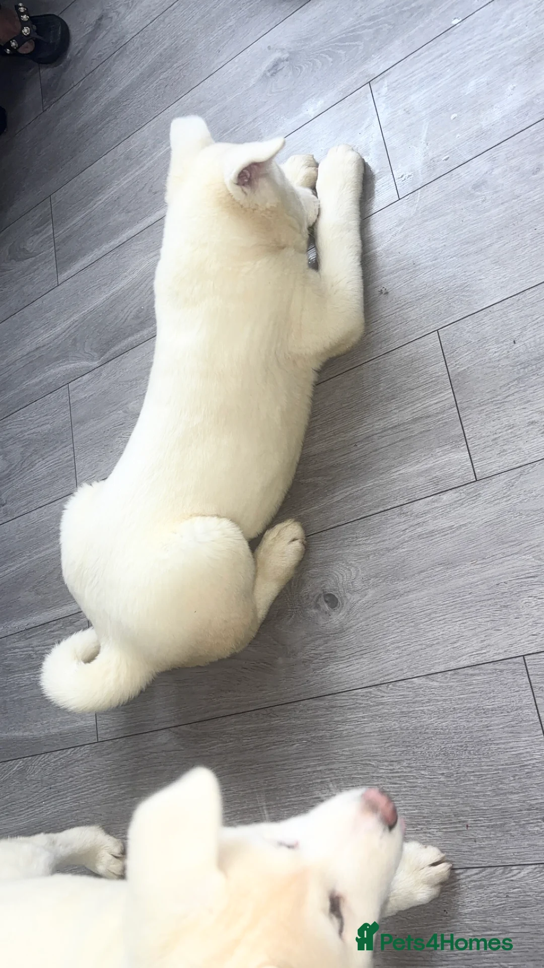 Japanese Akita Inu dogs for sale: Japanese Akita Inu - Advert 11