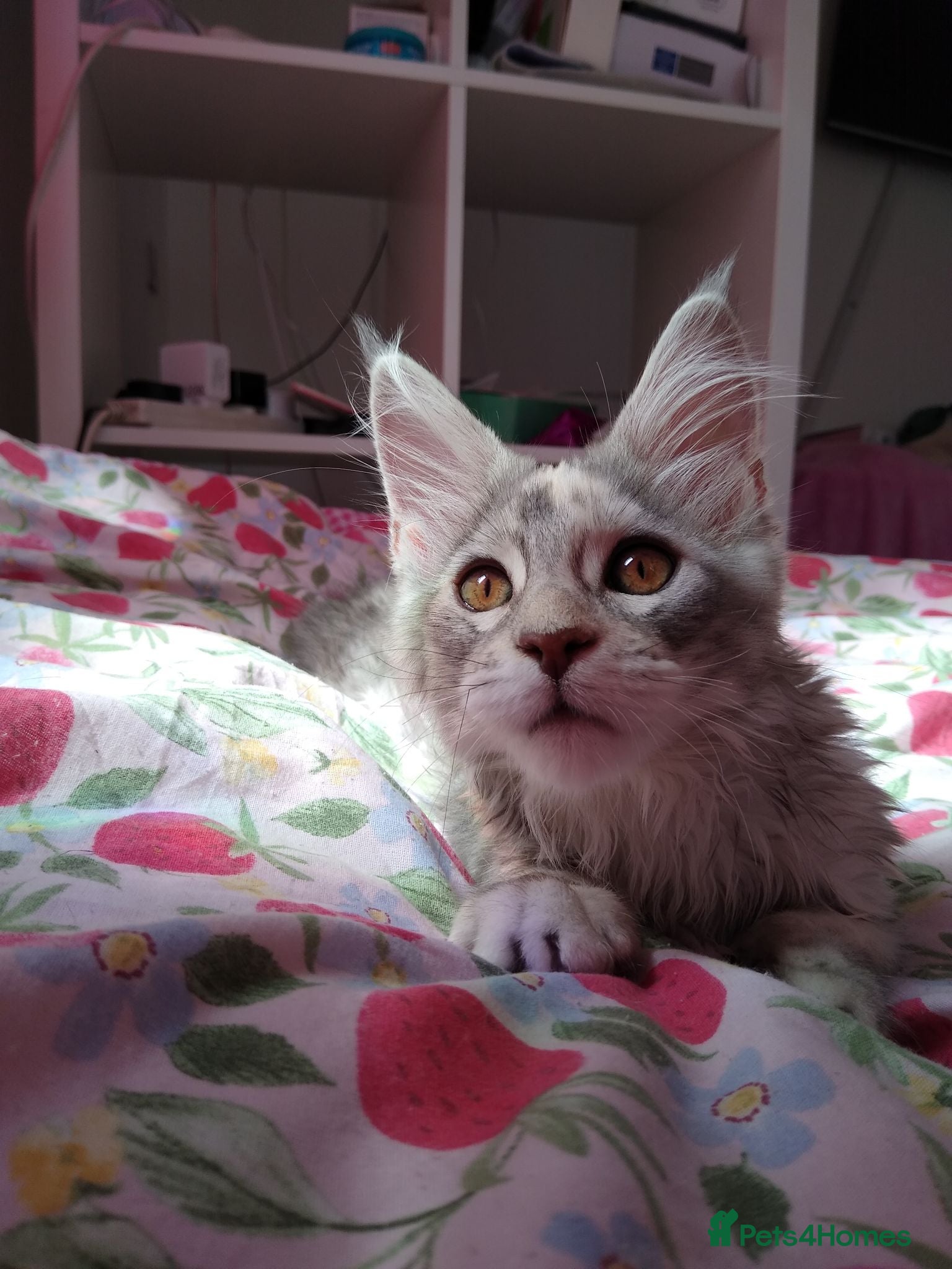 Maine Coon cats Main Coon 🐈 kittens already now  - Advert 2
