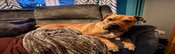 Bullmastiff dogs for sale: Bullmastiff  - Advert 1