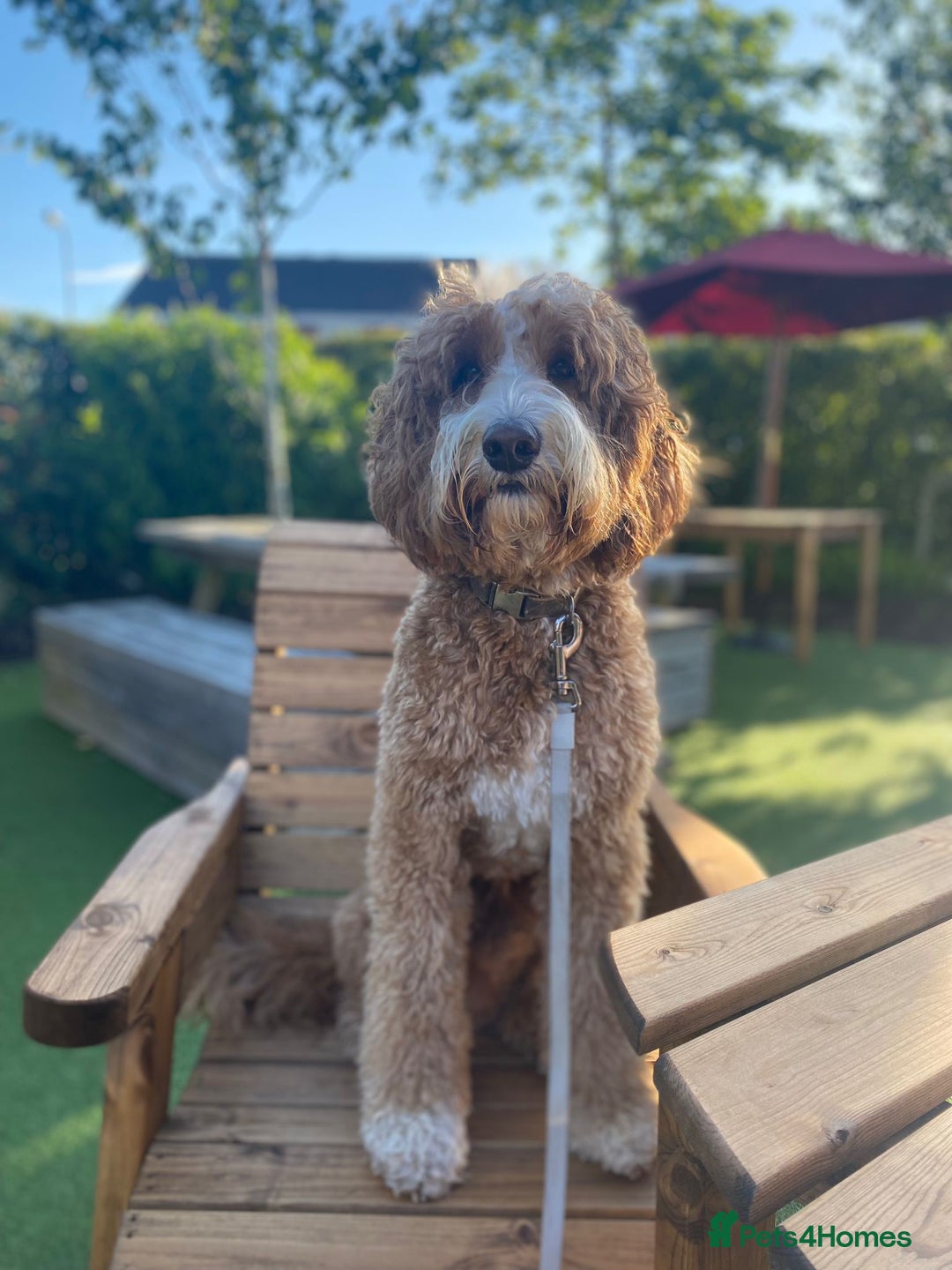 Labradoodle dogs for sale: Multigenerational Medium /Mini Labradoodles  - Image 8