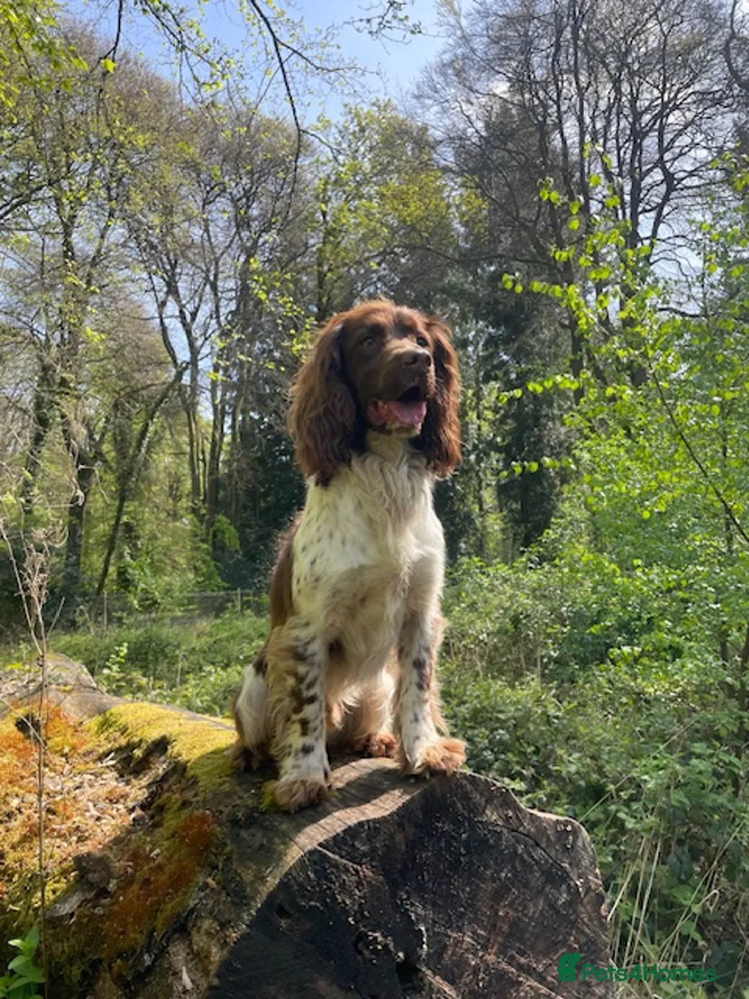 English Springer Spaniel dogs for stud: Working Springer for stud in Wareham - Advert 2