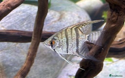 Angelfish fish for sale: 5 angelfish - Image 3