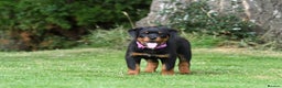 Rottweiler dogs for stud: Onex de Tierra Ibera available for stud in Newark - Advert 12