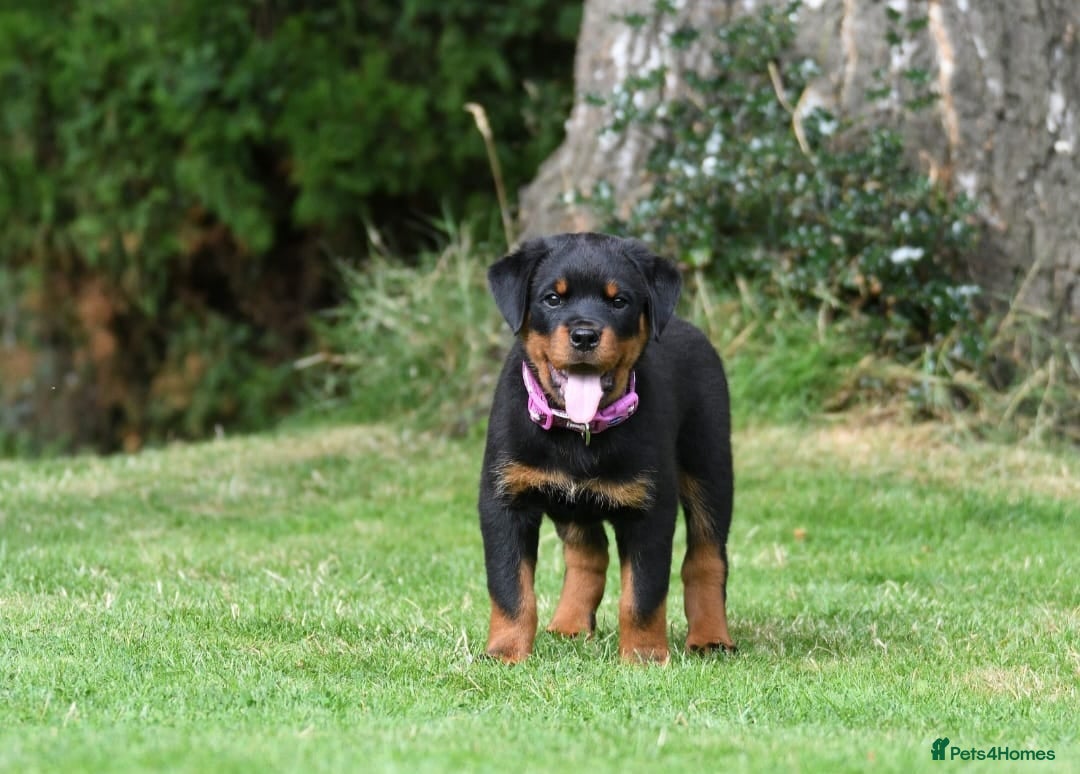 Rottweiler dogs for stud: Onex de Tierra Ibera now available for stud in Newark - Image 10