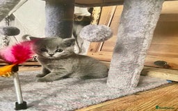 British Shorthair cats for sale: Two cuddly blue boys from loving family home - Image 2