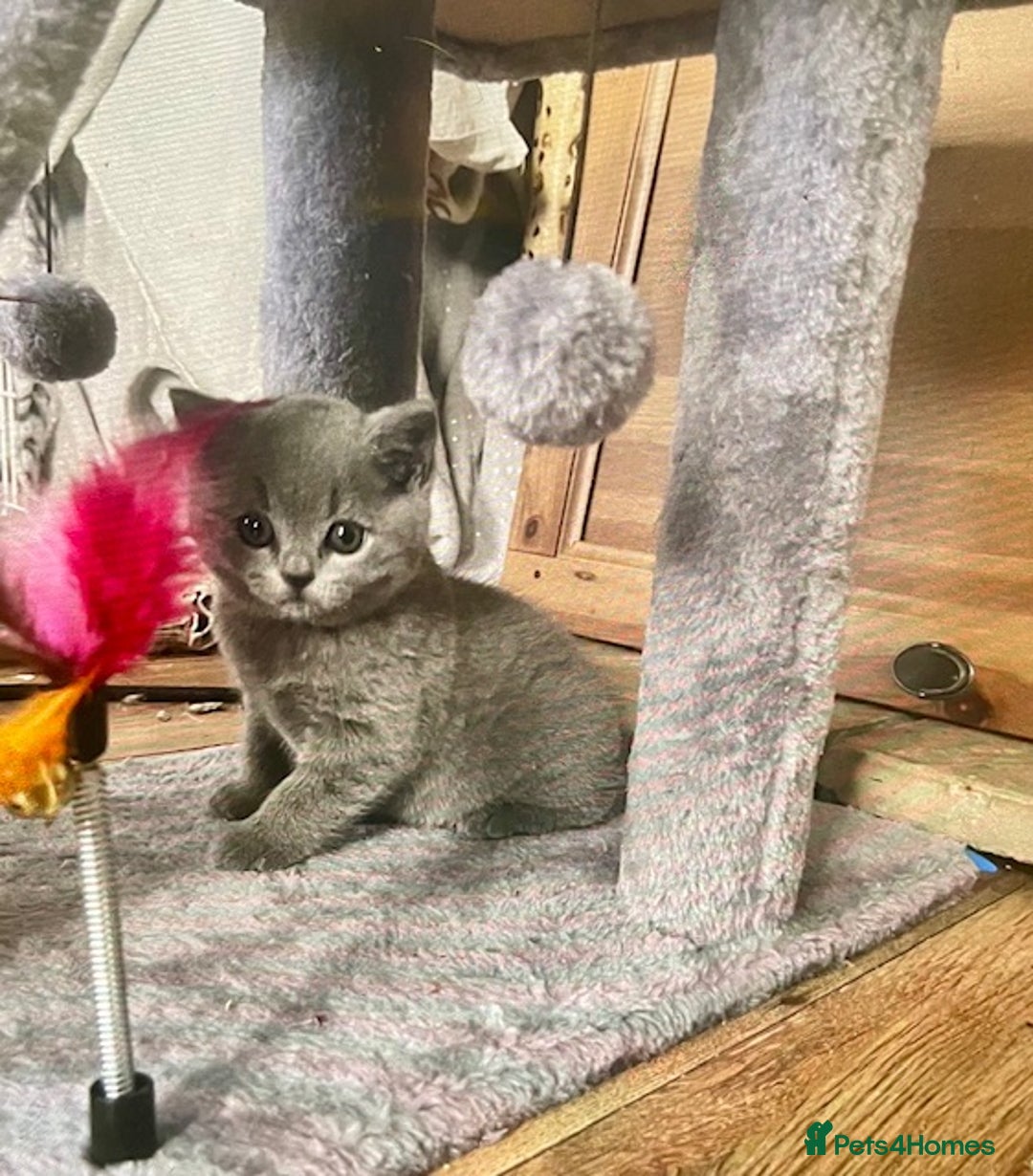 British Shorthair cats for sale: Two cuddly blue boys from loving family home - Image 2