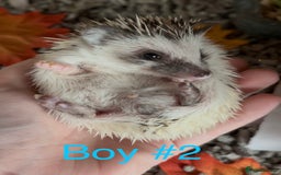 Pygmy Hedgehog rodents for sale: Male and female Pygmy hedgehogs ready to reserve - Image 5
