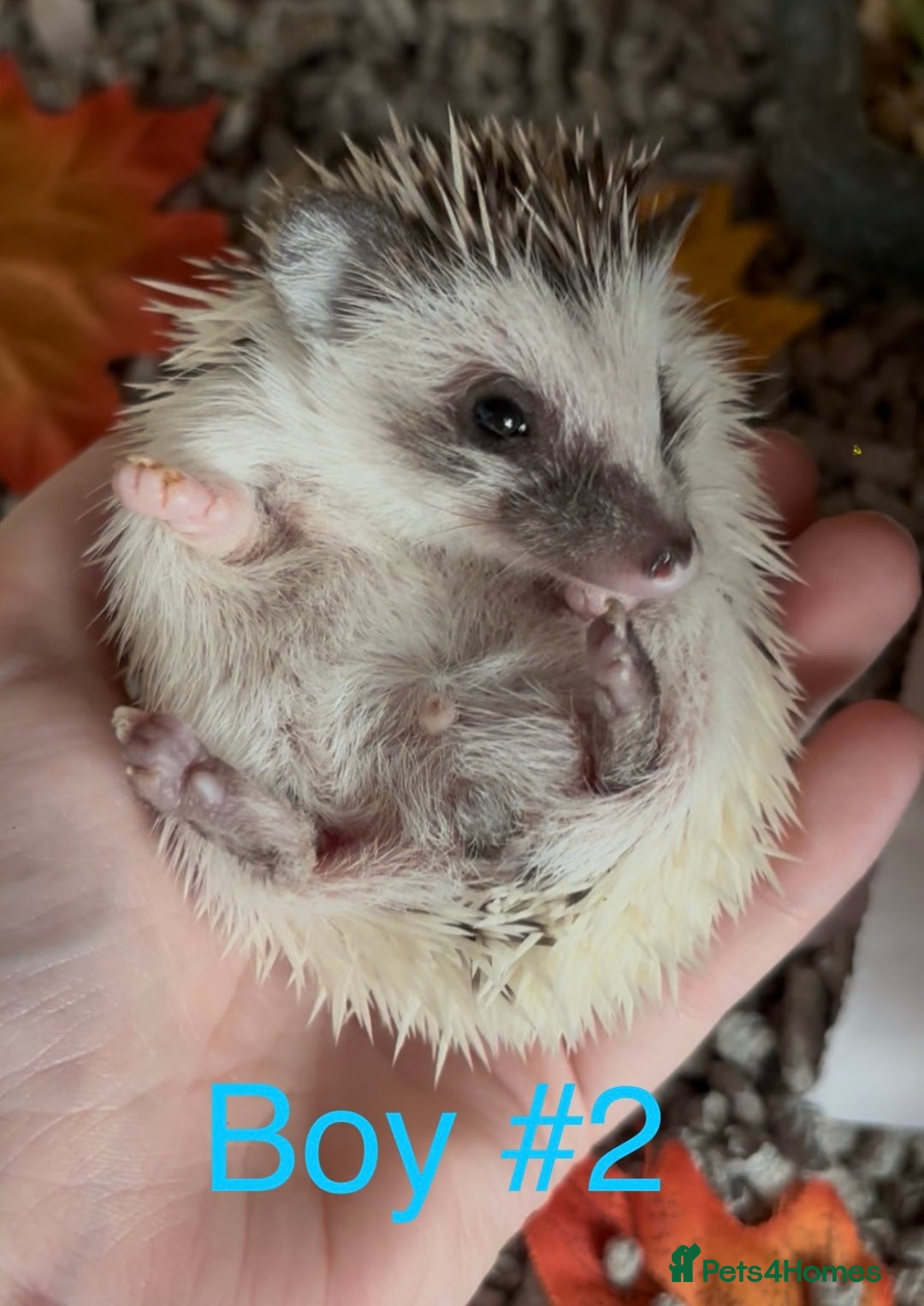 Pygmy Hedgehog rodents for sale: Male and female Pygmy hedgehogs ready to reserve - Image 5