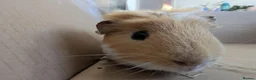 Guinea Pig rodents for sale: 2 guinea pig males  - Advert 5