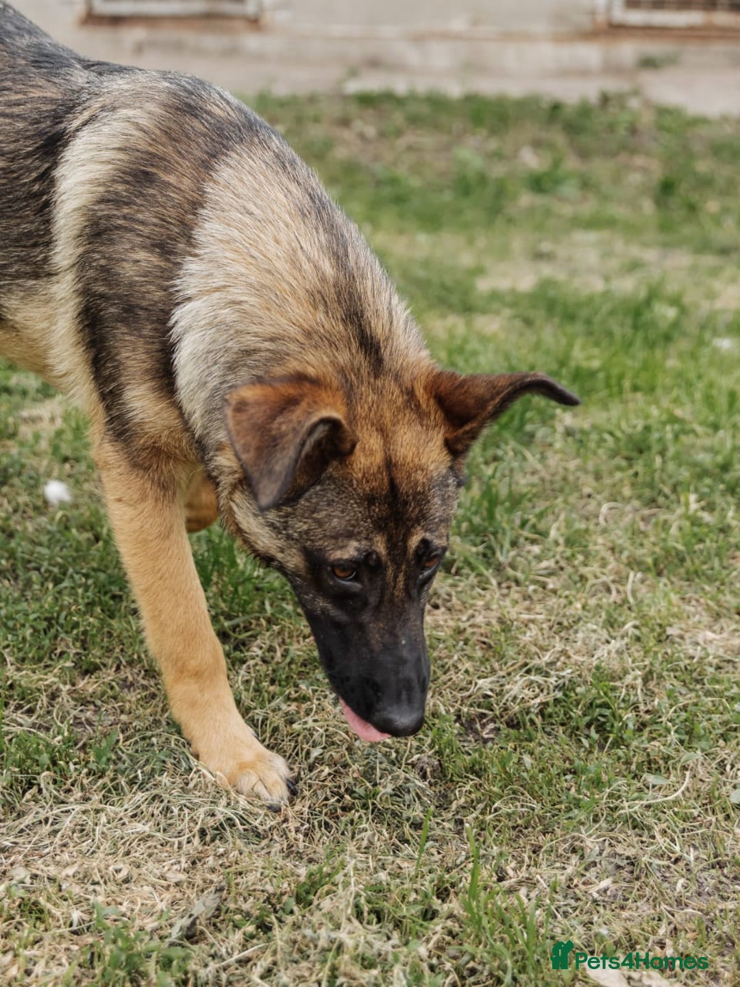 Mixed Breed dogs for adoption: 💖🐶 MOTI 🐶💖 - Image 10