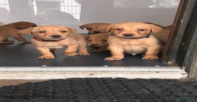 Labrador Retriever dogs - Advert 1