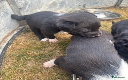 Mixed Breed dogs for sale: Beautiful Huntaway x Collie pups  - Image 40