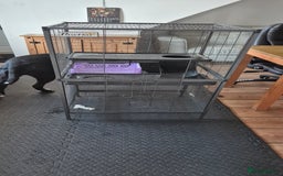 Rat rodents for sale: Pet rats with cage and accessories  - Advert 4