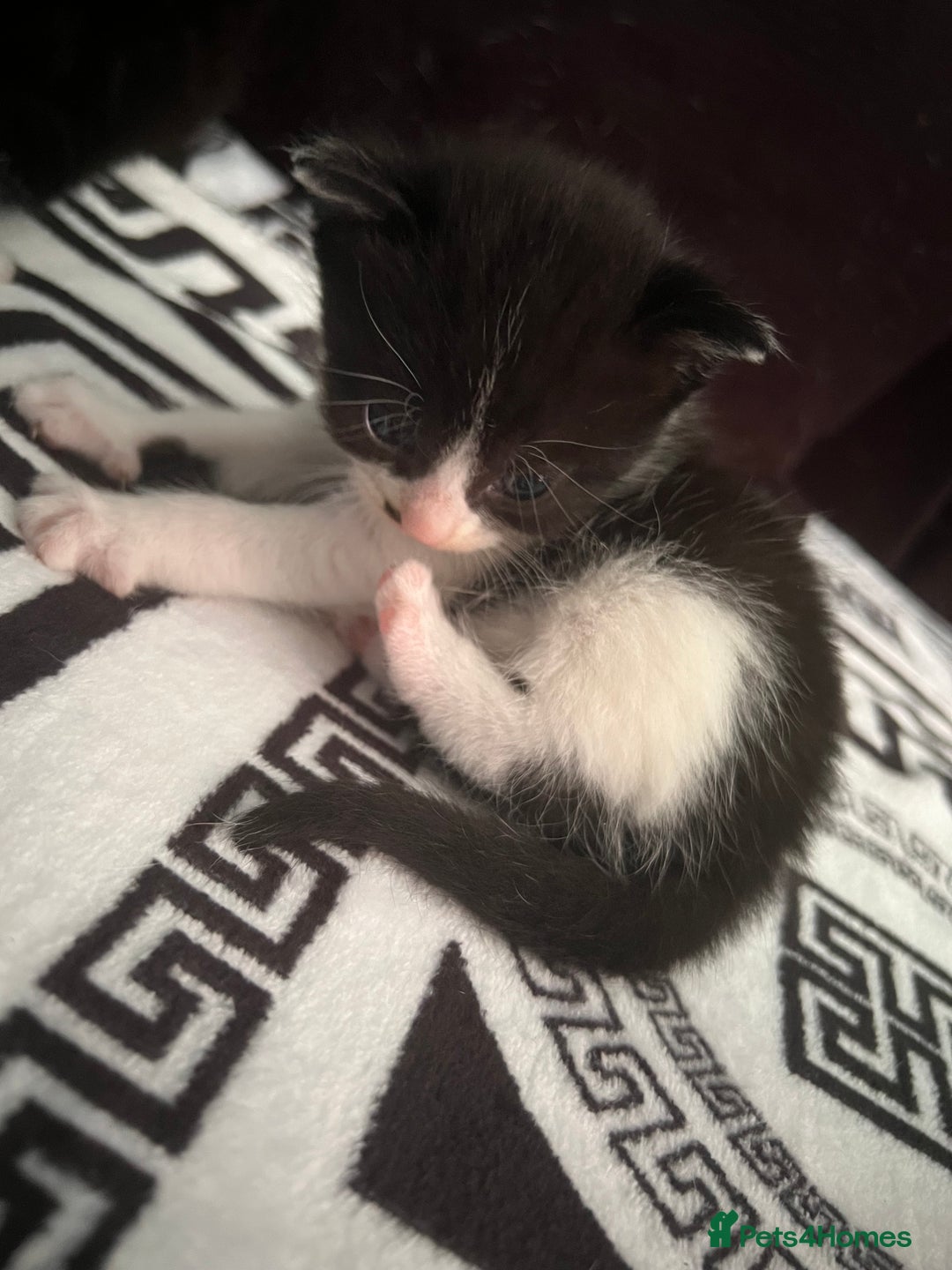 Mixed Breed cats for sale: Toxido kittens  - Image 10