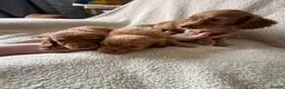 Cocker Spaniel dogs for sale: Kc registered workingline cocker spaniels  - Advert 15