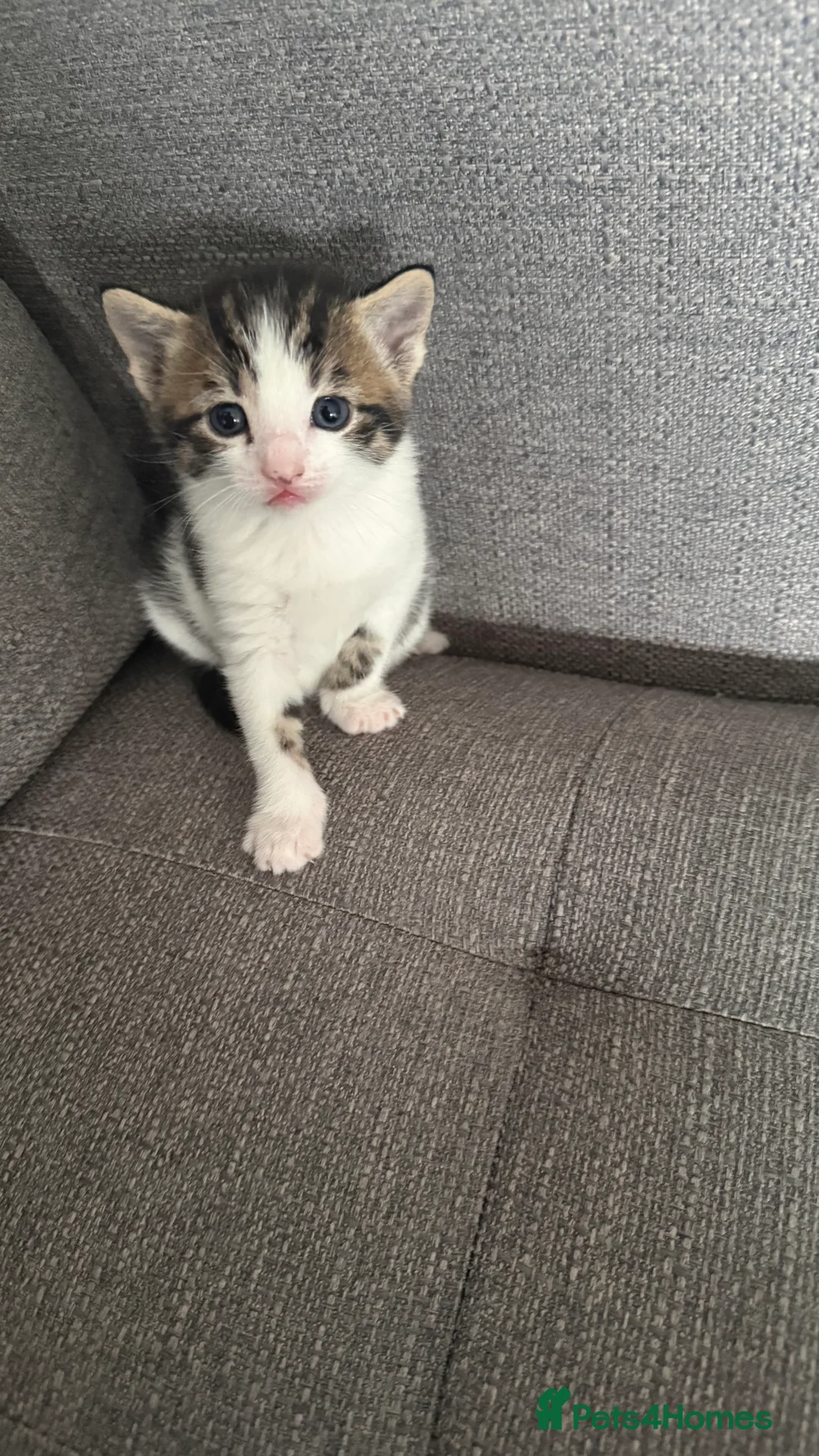 Mixed Breed cats for sale: Three short haired tabby  - Advert 3