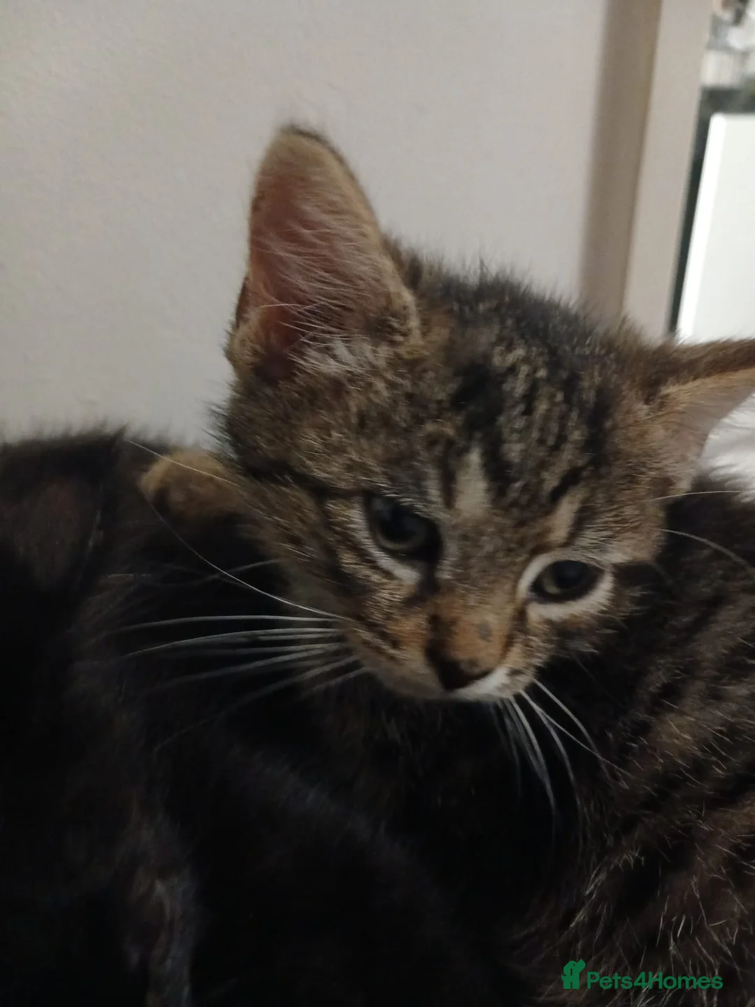 Mixed Breed cats for sale: Gorgeous chunky kittens - Advert 2