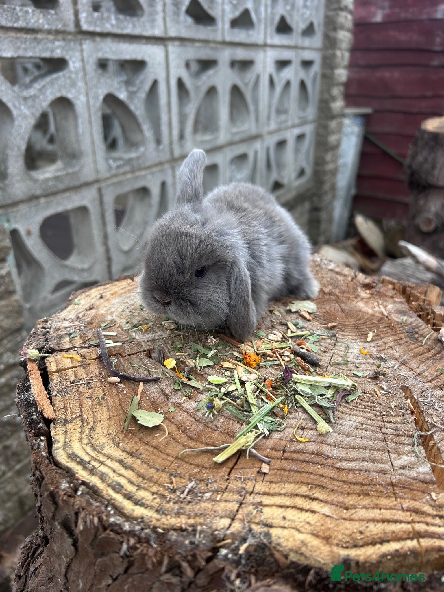 Mini Lop rabbits Gorgeous pure bread mini lops - Advert 1