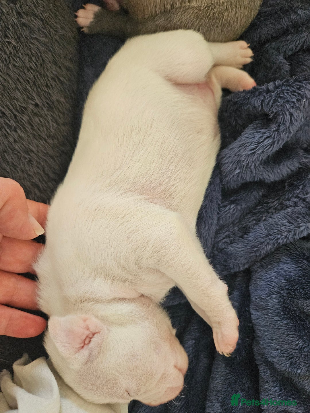 Staffordshire Bull Terrier dogs for sale:  Unique Classic Markings - Image 24