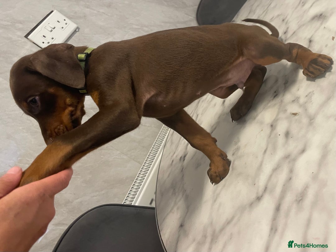 Dobermann dogs for sale: READY TO LEAVE NOW 12 stunning Doberman puppies - Image 10