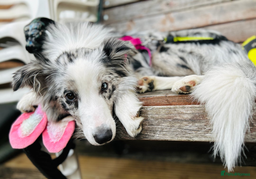 Border Collie dogs for sale: 5⭐️breeder KC DNA tested champions border collie  - Advert 10