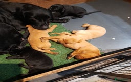 Labrador Retriever dogs for sale: K.CRegistered Ladrador Puppies  - Image 4