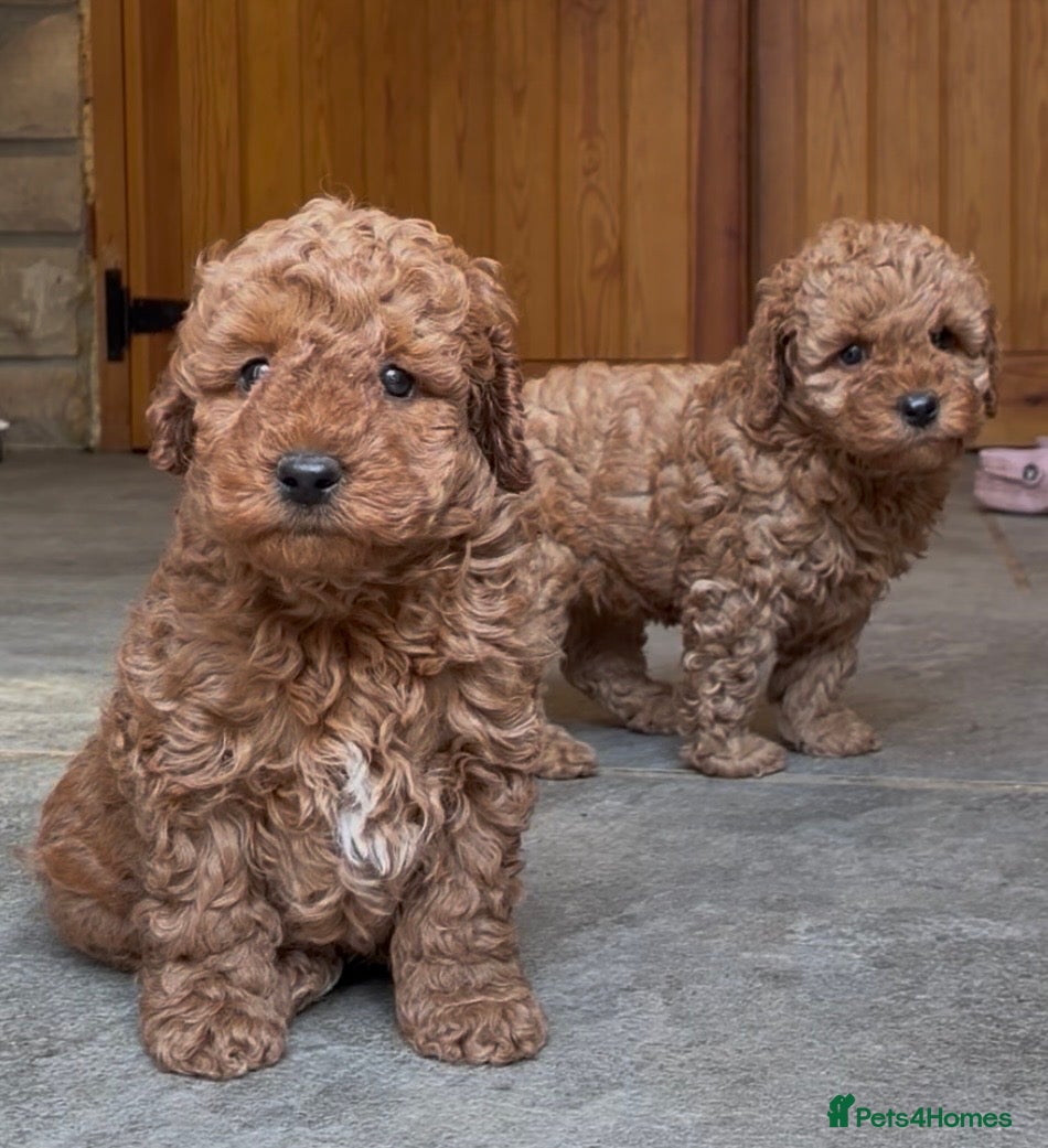 Miniature Poodle dogs 2 beautiful miniature poodle puppies  - Advert 2