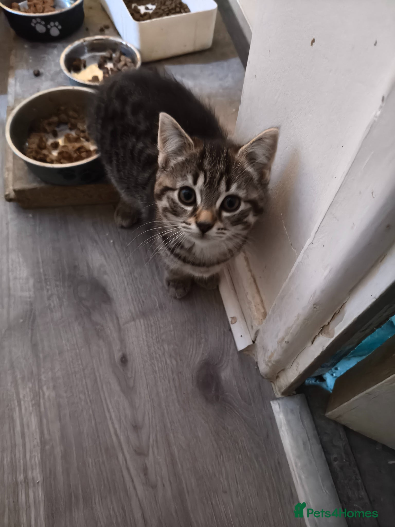 Bengal cats Kittens - Advert 2