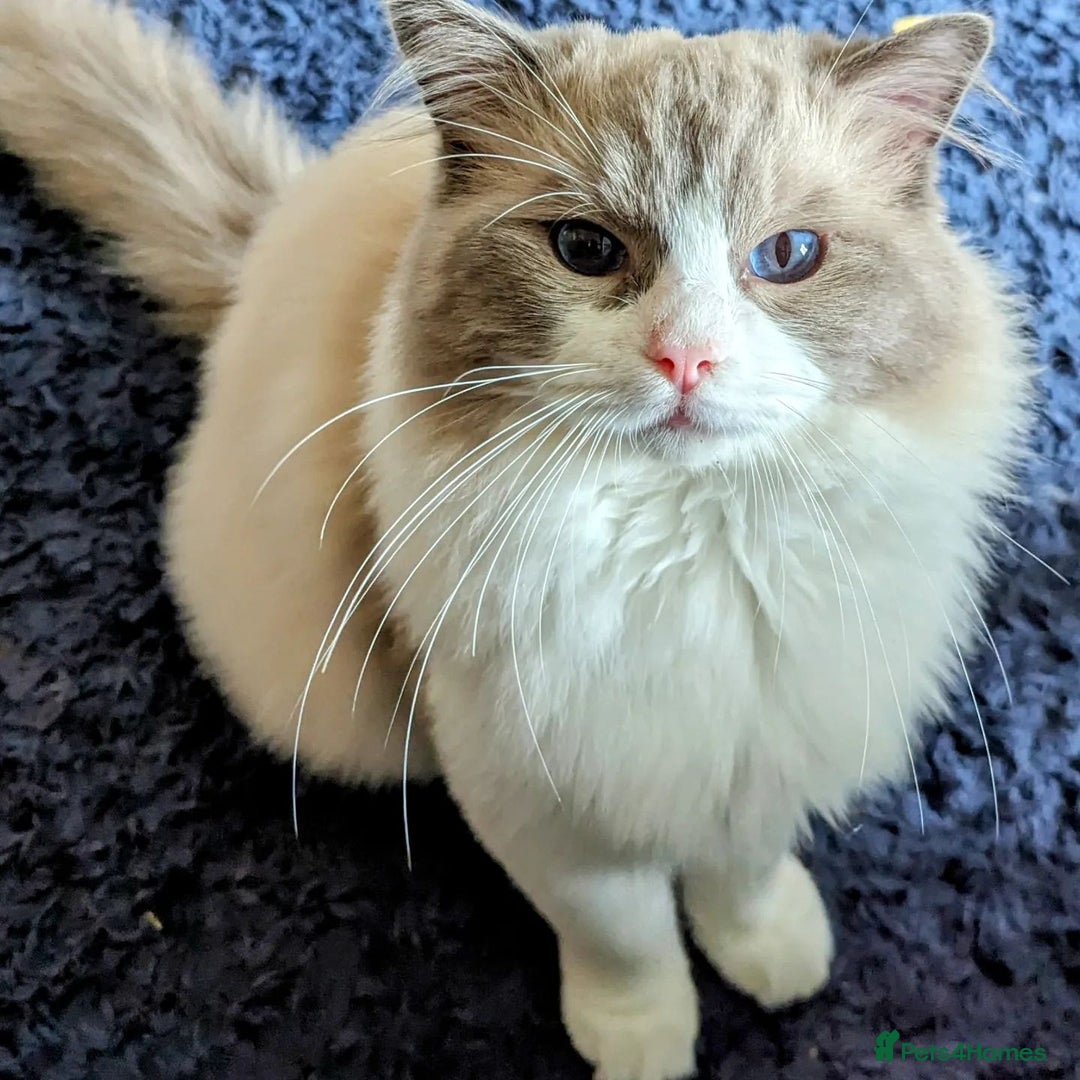 Ragdoll cats for sale: 🏆 🐾 Tica Registered EU Ragdoll Kittens 🐈 🏆 - Image 21