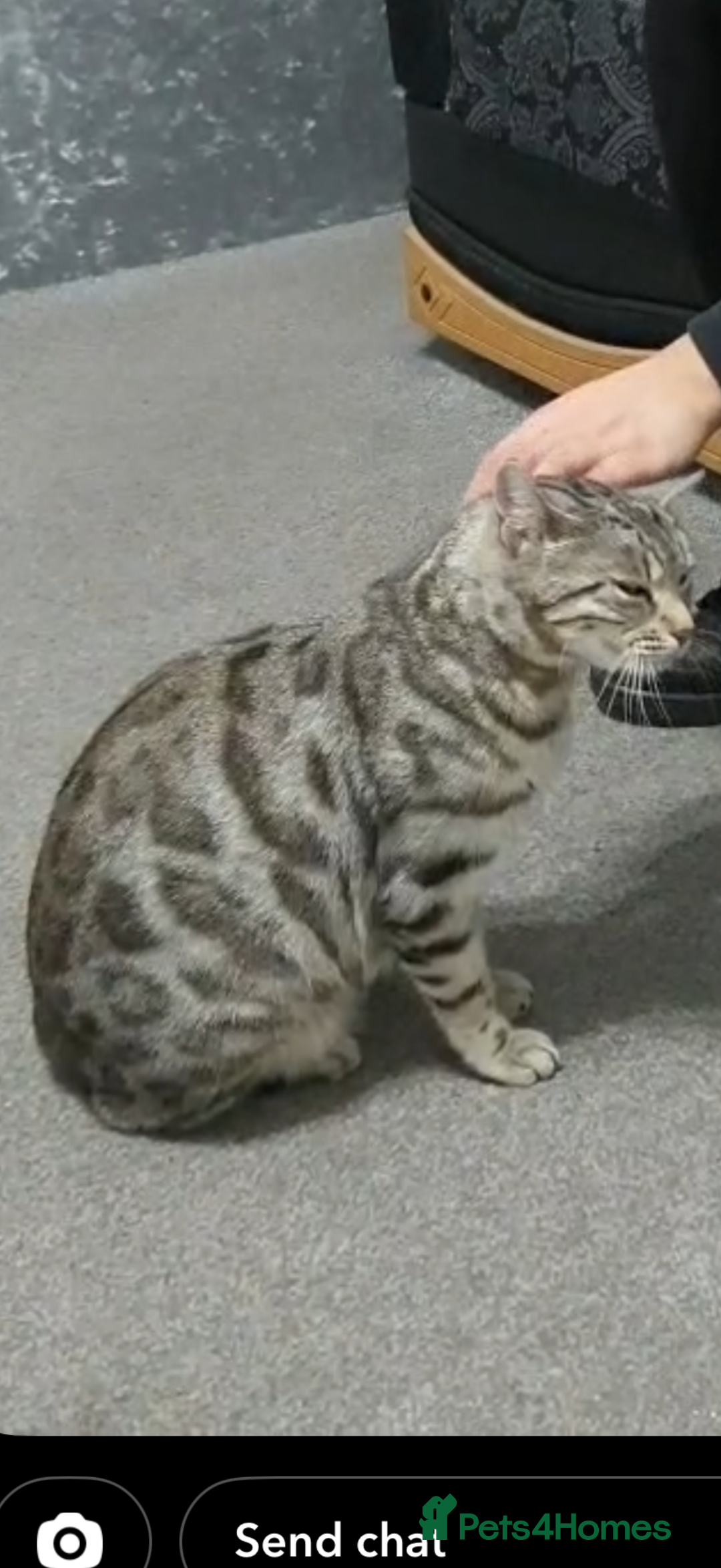 Bengal cats for sale: Bengal tabby cat  - Advert 9