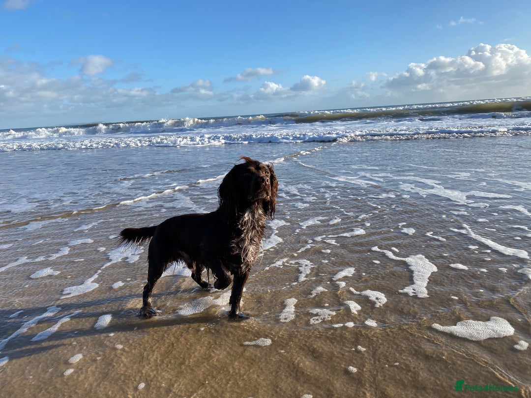 Cocker Spaniel dogs for stud: Chocolate Working Cocker for Stud  - Image 3