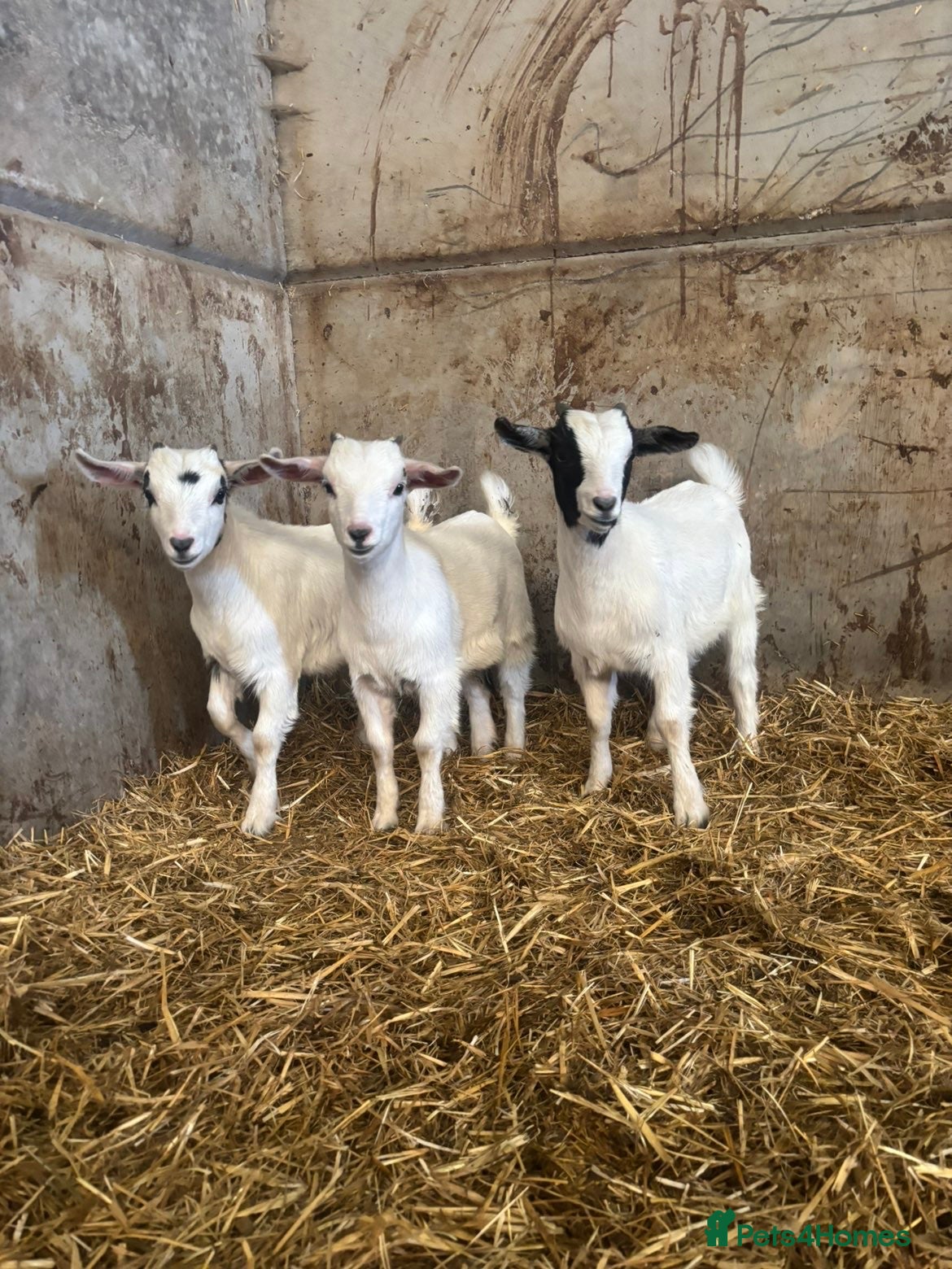 Goats livestock 3 castrated male kids.  - Advert 11