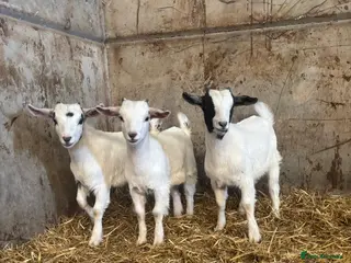 Goats livestock 3 castrated male kids. - Advert 11