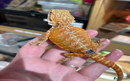Bearded Dragon reptiles for sale: CB25 Bearded Dragon Babies  - Image 3