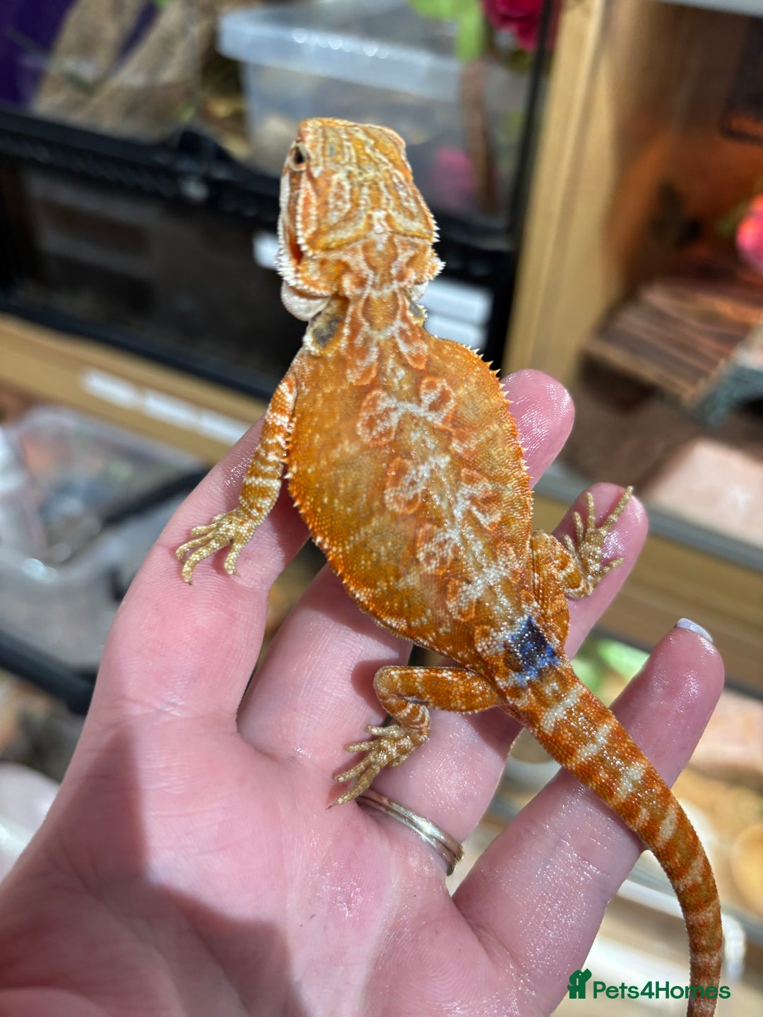Bearded Dragon reptiles for sale: CB25 Bearded Dragon Babies  - Image 3