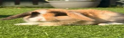 Mini Lop rabbits for sale: Beautiful small mini lop babies  - Advert 4