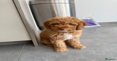 Cockapoo dogs - Advert 9