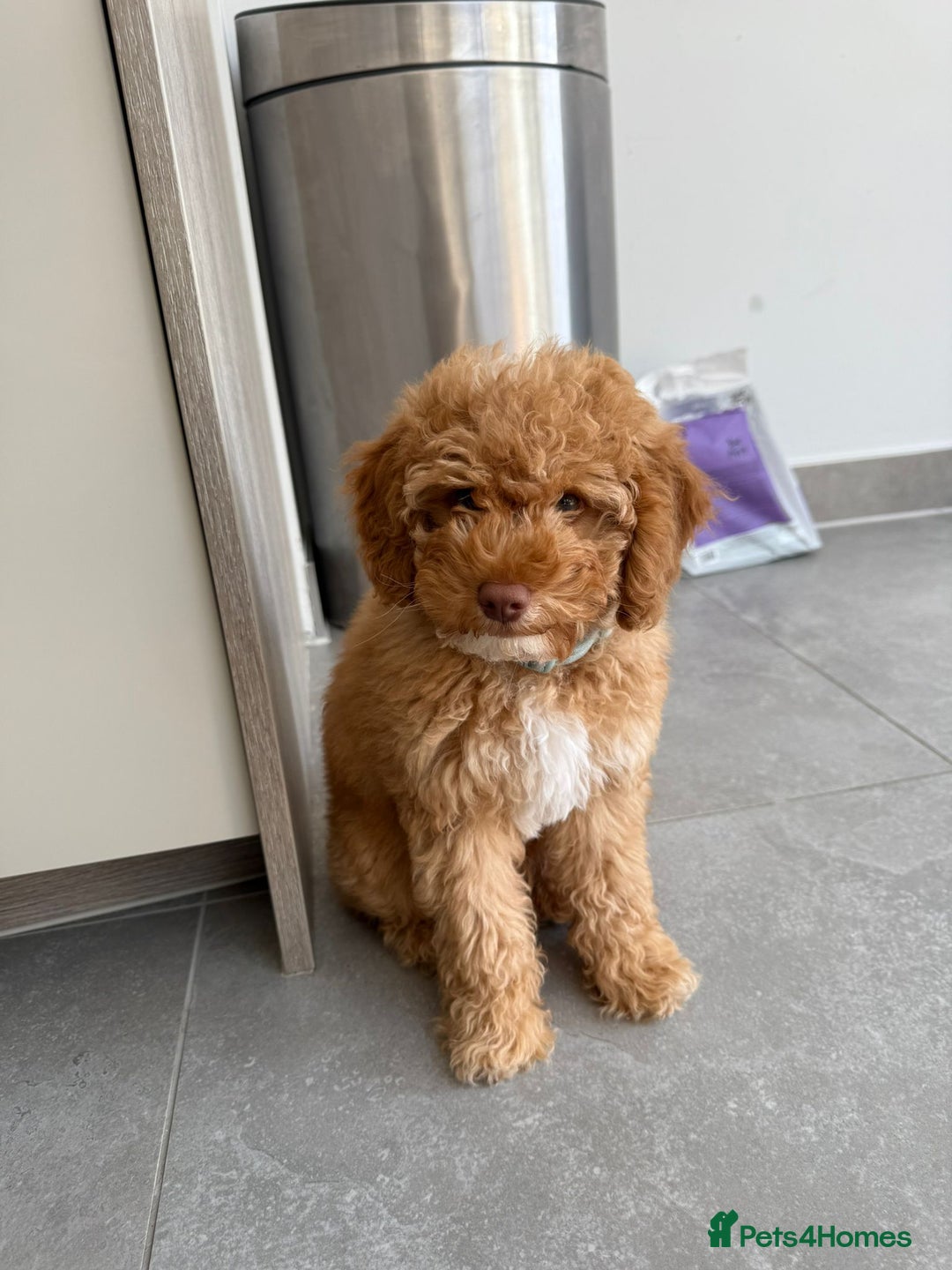 Cockapoo dogs for sale:  Toy Cockapoo - Image 2