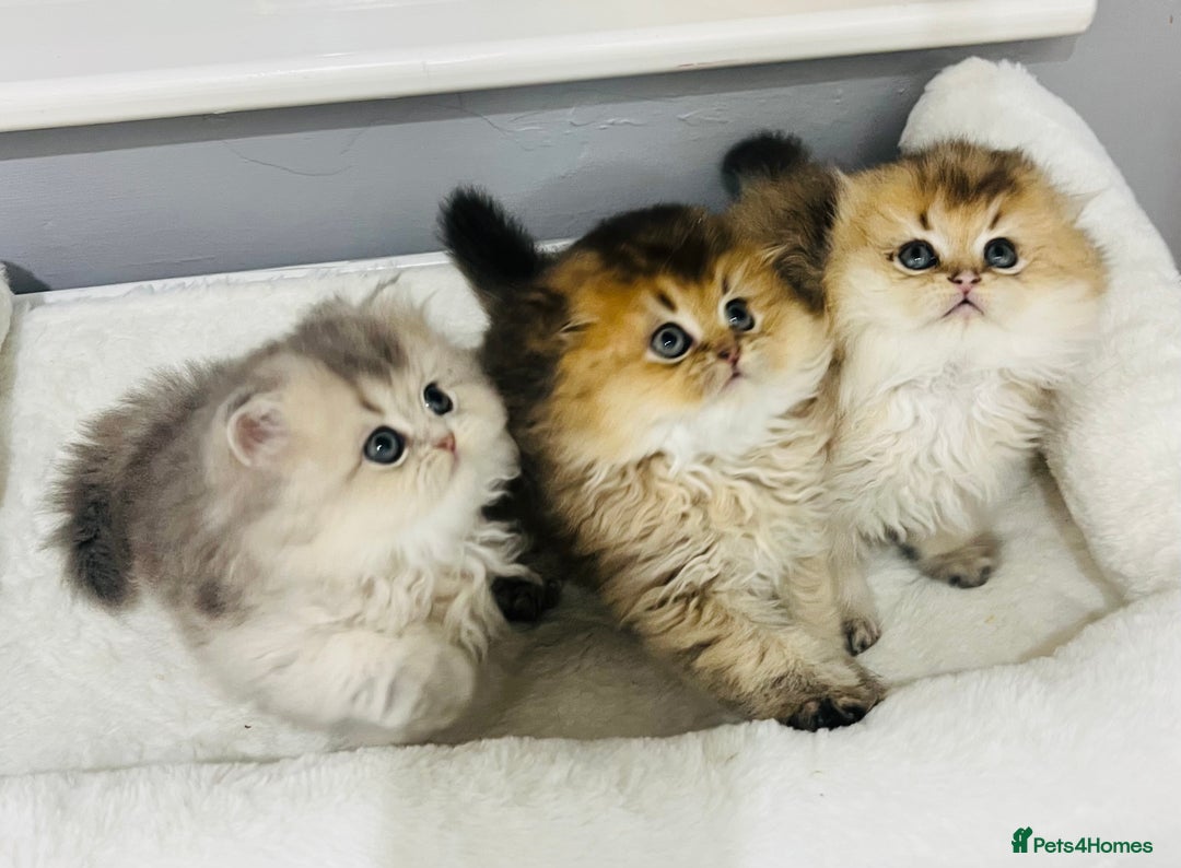 Scottish Fold cats for sale: Pedigree cutest SFLH kittens   - Advert 2