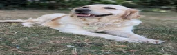 Golden Retriever dogs for sale: Bella’s Golden Gems 7 Gorgeous Puppies Coming Soon - Advert 2