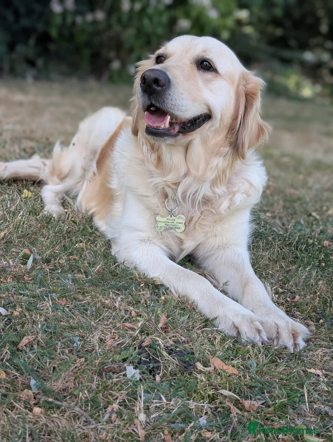 Golden Retriever dogs for sale: Bella’s Golden Gems 7 Gorgeous Puppies Coming Soon - Advert 2