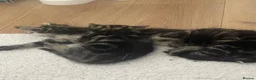 Mixed Breed cats for sale: Beautiful Mixed Breed  - Advert 15