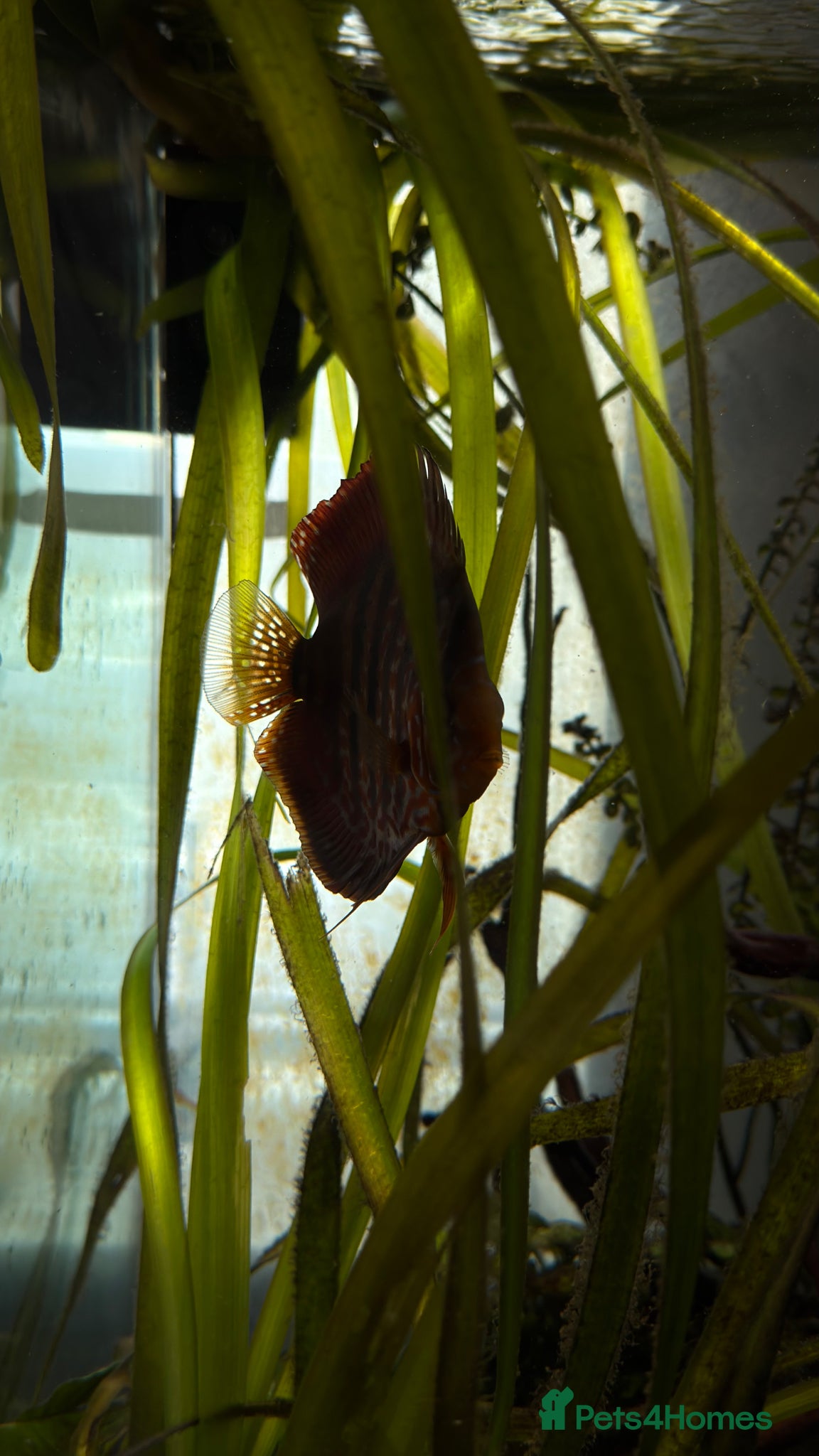 Discus fish Full set up for sale  - Advert 1