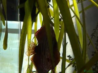 Discus fish Full set up for sale - Advert 1