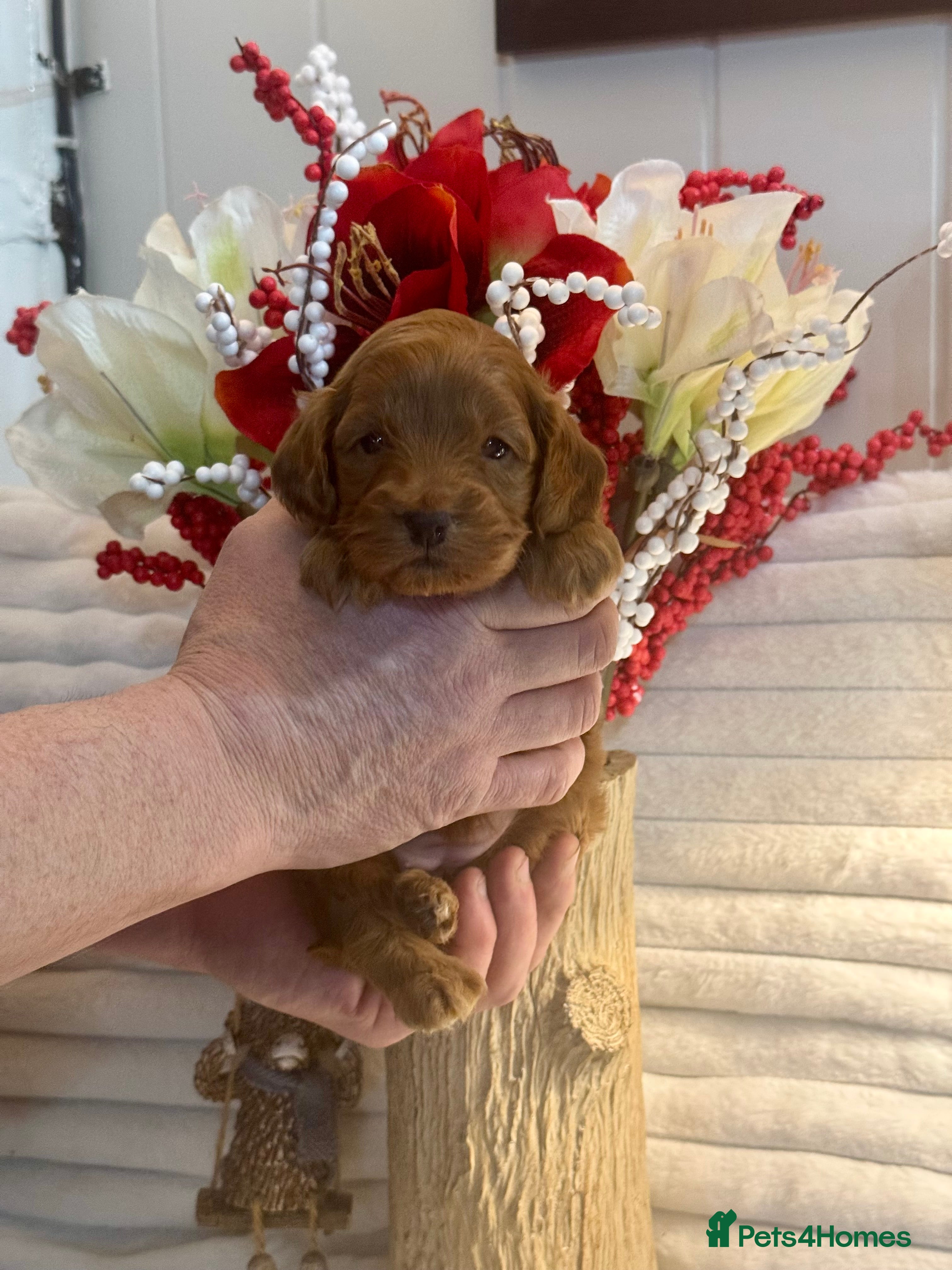 Cockapoo dogs 1 girl left  f1 Cockerpoo puppies dna clear  - Advert 6