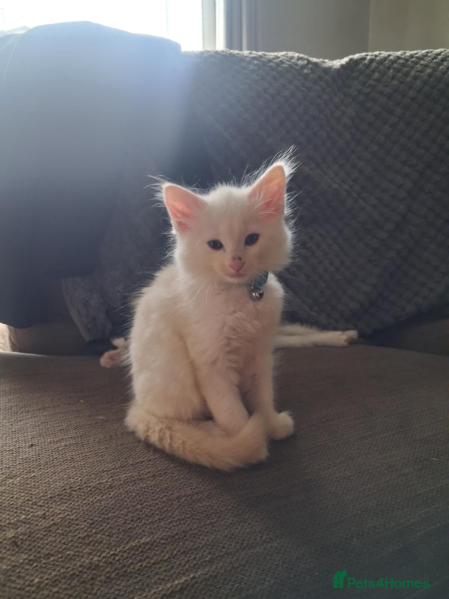 Norwegian Forest Cat cats HALF Norwegian Forest Kitten 💙 - Advert 2