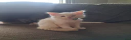 Norwegian Forest Cat cats for sale: HALF Norwegian Forest Kitten 💙 - Advert 2