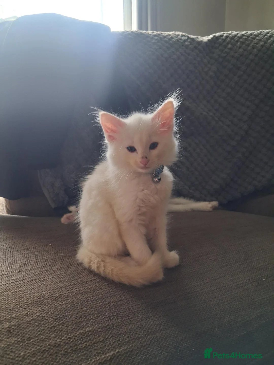 Norwegian Forest Cat cats for sale: HALF Norwegian Forest Kitten 💙 - Advert 2